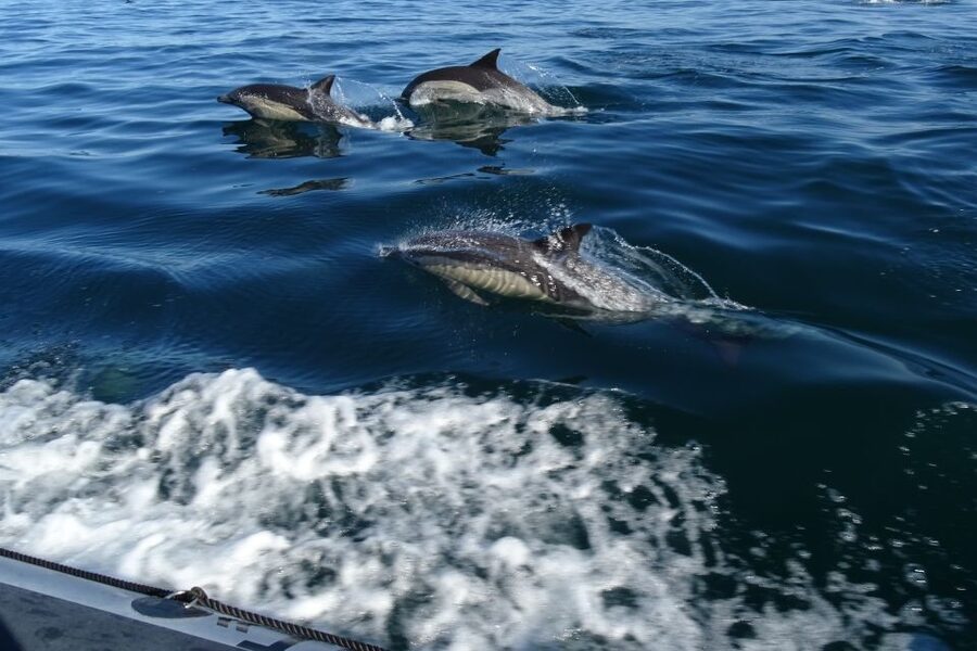Algarve Dolphin Watching & Marine Life Eco Tour - The first 30 minutes: safety briefing and a slow start through Ria Formosa