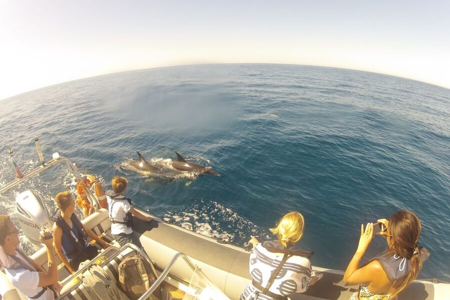 Algarve Dolphin Watching & Marine Life Eco Tour - Ilha do Farol: where birds become your navigation system