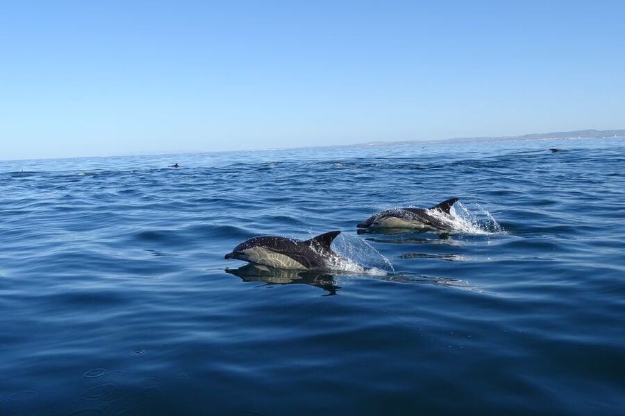 Algarve Dolphin Watching & Marine Life Eco Tour - The cruising in between: more passes, more chances