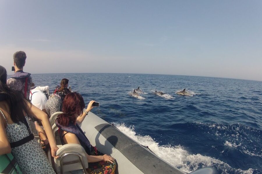 Algarve Dolphin Watching & Marine Life Eco Tour - The secret stop: your best shot at dolphins, whales, and turtles