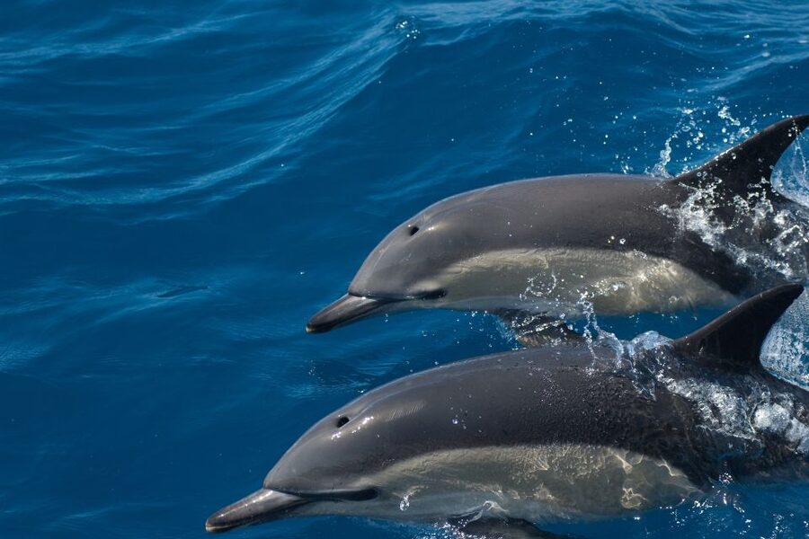 Algarve Dolphin Watching & Marine Life Eco Tour - Culatra Island and the return through calmer waters
