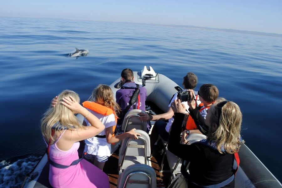 Algarve Dolphin Watching & Marine Life Eco Tour - The guide and the eco tone: what you actually learn