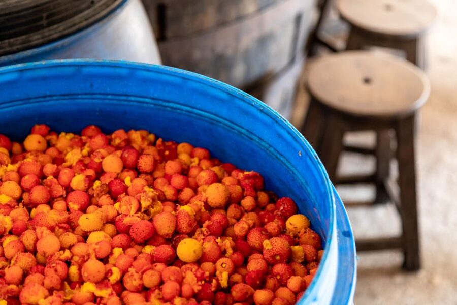 Algarve: Jeep Safari with Distillery Visit & Lunch - Price and value: why $84 for 7.5 hours can make sense