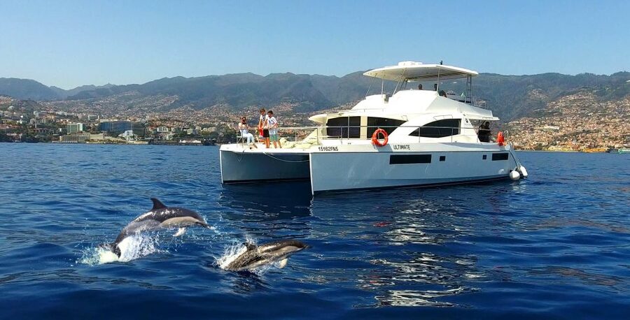 All Inclusive Whale and Dolphin Watching Luxury Tour - Key highlights worth your attention