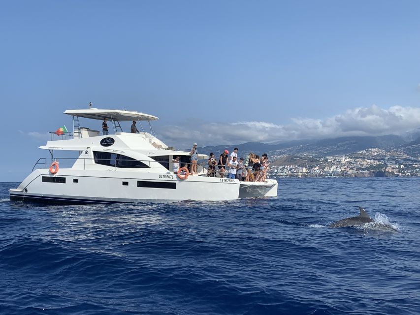 All Inclusive Whale and Dolphin Watching Luxury Tour - Practical tips to make the most of your 3 hours