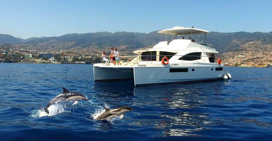 All Inclusive Whale and Dolphin Watching Luxury Tour - Searching for dolphins, whales, and turtles the right way