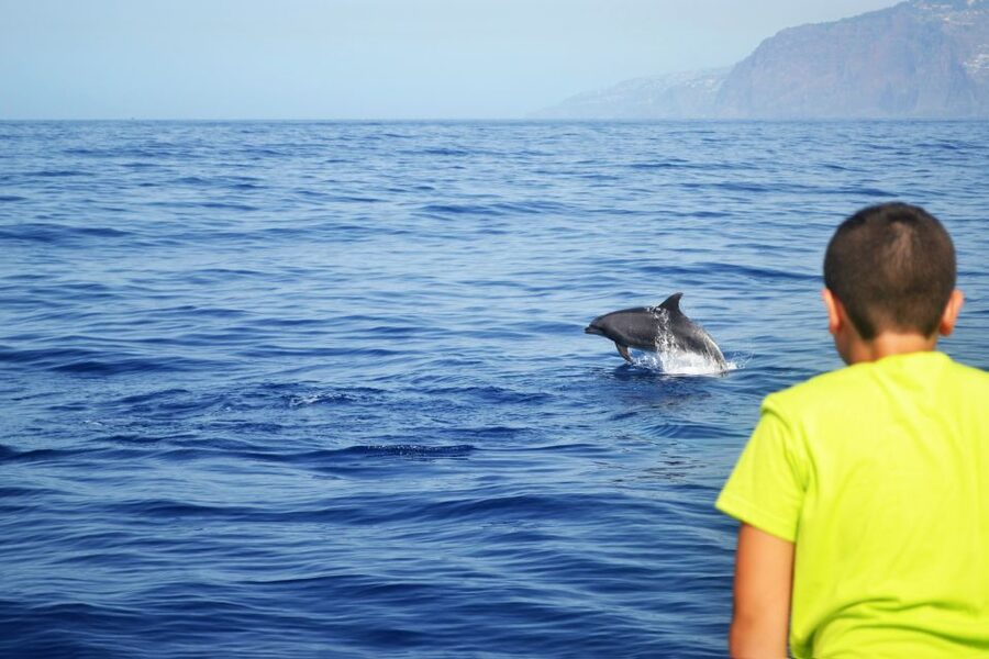 All Inclusive Whale and Dolphin Watching Luxury Tour - Price and value: what you’re paying for at $93