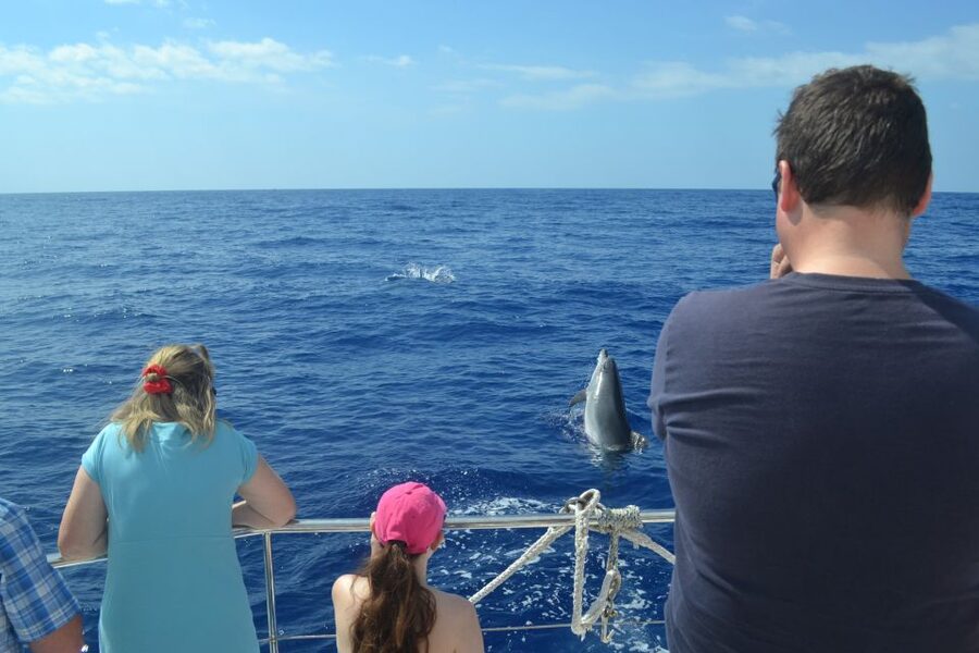 All Inclusive Whale and Dolphin Watching Luxury Tour - Who this Madeira whale and dolphin tour suits best