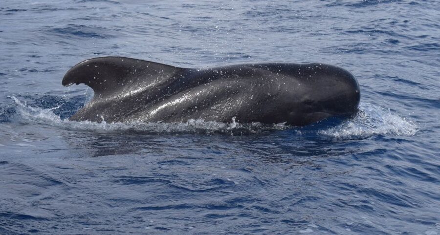 All Inclusive Whale and Dolphin Watching Luxury Tour - The luxury catamaran setup: indoor comfort, outdoor views