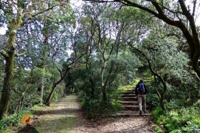 An adventure through the Forest and Palace of Bussaco – Coimbra