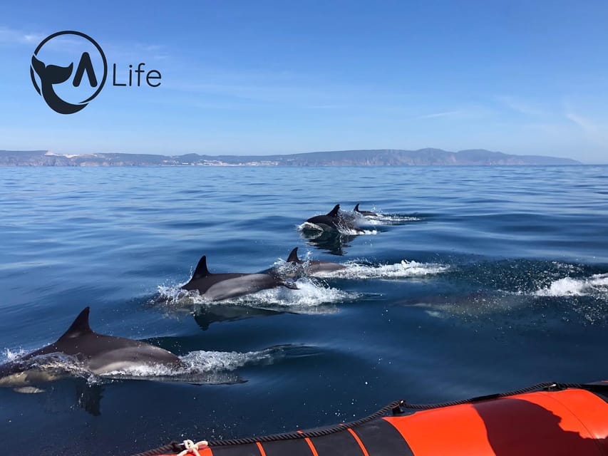 Arrábida - Sesimbra: Dolphin Watching - Sesimbra to the Coast: How the 2-Hour Cruise Actually Runs