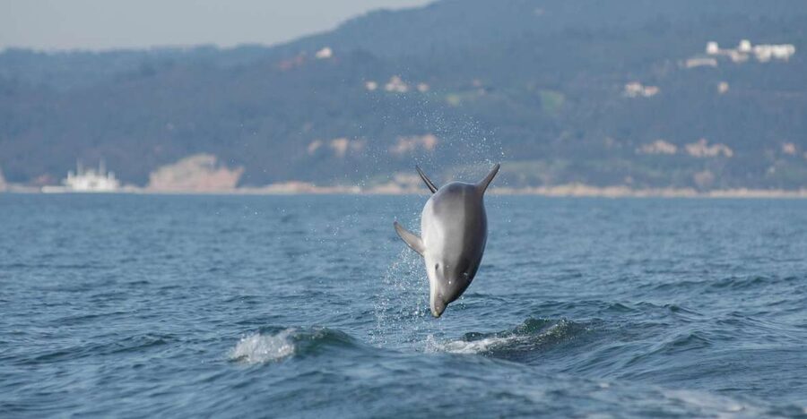 Arrábida - Sesimbra: Dolphin Watching - Dolphins, Not Aquariums: What You’ll Look For on the Water