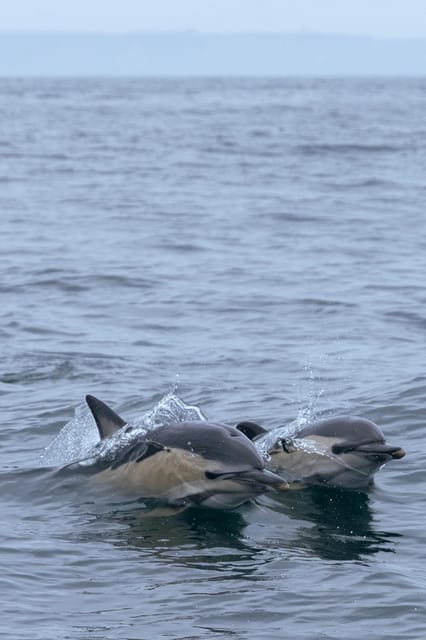 Arrábida - Sesimbra: Dolphin Watching - A Plastic-Collection Mission That Changes the Tone of the Trip