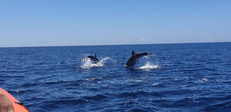 Arrábida - Sesimbra: Dolphin Watching - What to Bring, What Not to Do, and How to Stay Comfortable