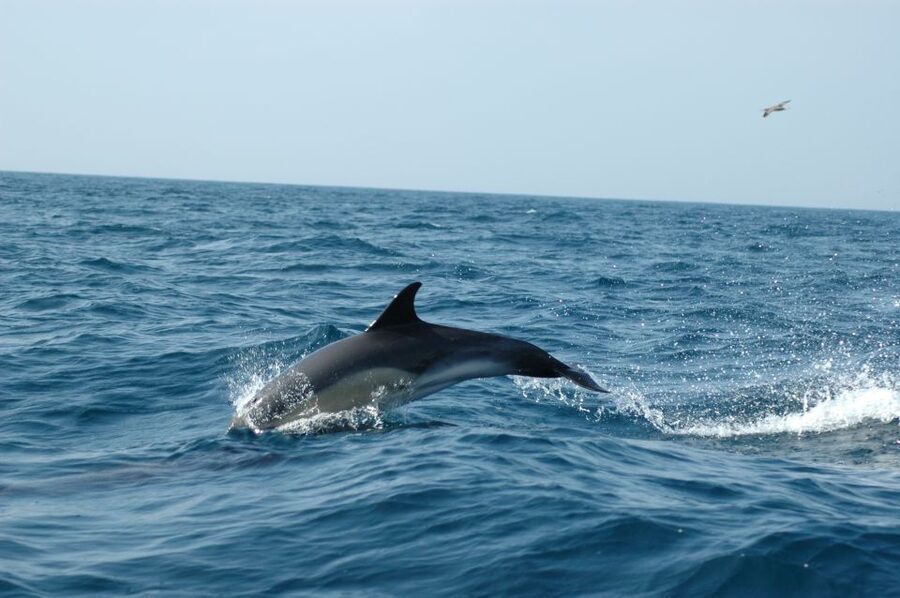 Arrábida - Sesimbra: Dolphin Watching - Who This Dolphin Watching Tour Fits Best