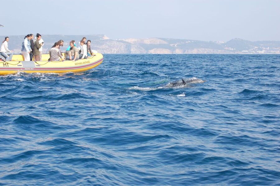 Arrábida - Sesimbra: Dolphin Watching - The Sado River Estuary: Why This Area Matters for Dolphins