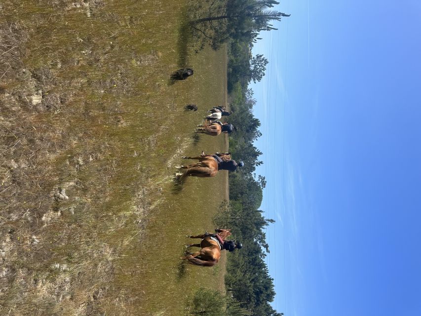 Aveiro: Horse Riding Experience with Instructor - Entering the Colónia Agricola de Ílhavo forest loop