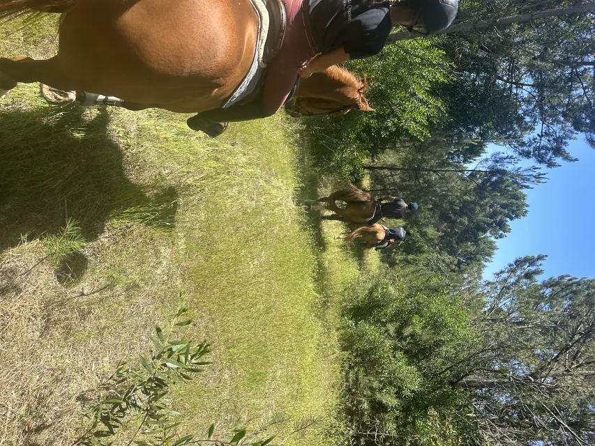 Aveiro: Horse Riding Experience with Instructor - Animals first: docile horses and how that helps you enjoy the hour