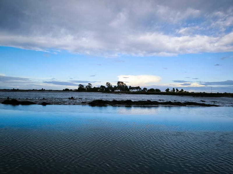 Aveiro: Ria Highlights Boat Tour - Birding in Aveiro: flamingos, herons, and lagoon wildlife