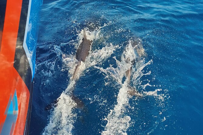 Benagil Caves and Dolphin Watching - 2.5h - Benagil and dolphins, done in 2.5 hours from Albufeira