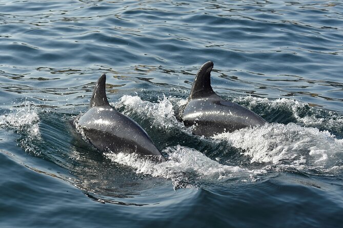 Benagil Caves and Dolphin Watching - 2.5h - Benagil cave viewing: amazing, but not a walk-through