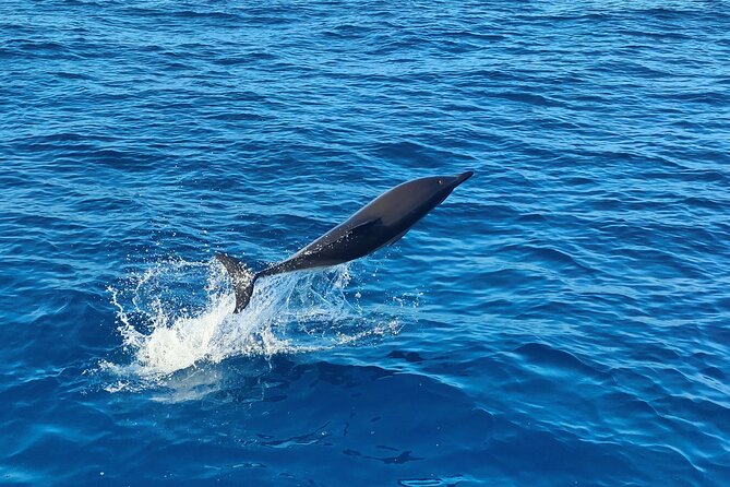 Benagil Caves and Dolphin Watching - 2.5h - Price, group size, and what you get for about $42