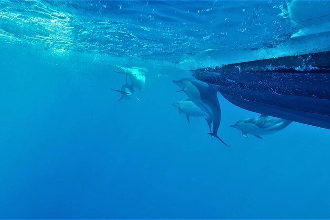 Benagil Caves Visit with Dolphins Watching from Albufeira - Price and value: is $42.33 fair for what you get?