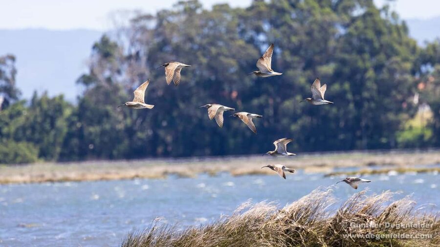Birdwatching Solar Boat Tour Aveiro Lagon - Key things I’d mark on your plan