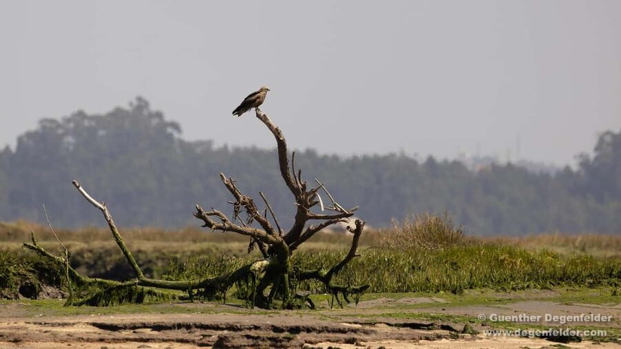 Birdwatching Solar Boat Tour Aveiro Lagon - Why Aveiro Ria de Aveiro feels wilder than the city canals