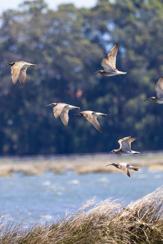 Birdwatching Solar Boat Tour Aveiro Lagon - Salt industry and culture that make the ecology make sense