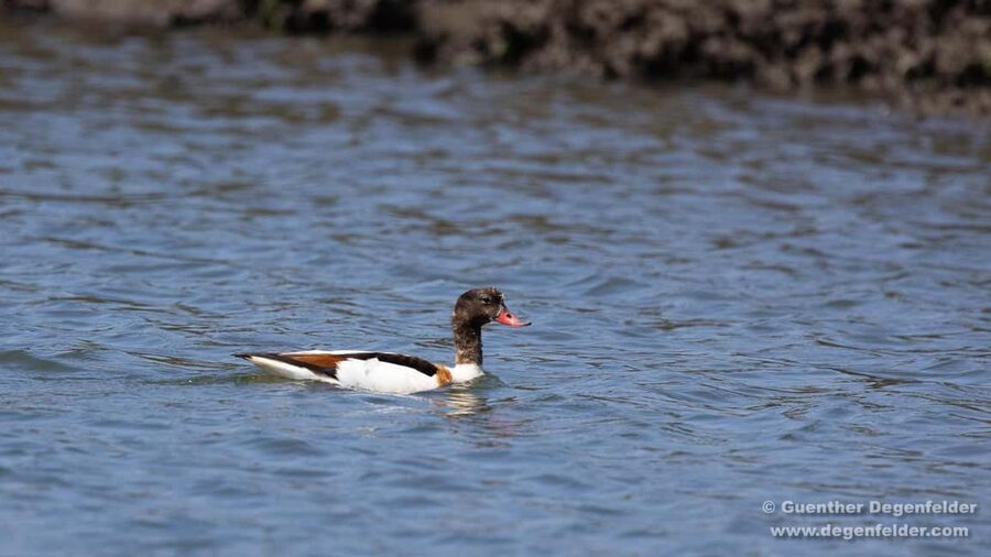 Birdwatching Solar Boat Tour Aveiro Lagon - Tasting time: sparkling wine and regional sweets without losing the nature mood