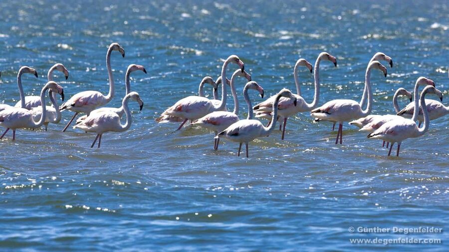 Birdwatching Solar Boat Tour Aveiro Lagon - Solar power and silence: what changes on the water