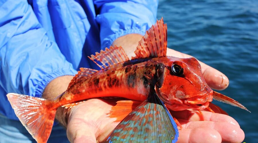 Bottom Fishing Lagos - Who should book this bottom fishing trip in Lagos
