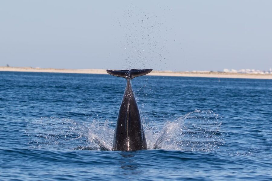 Cabanas de Tavira: Dolphin Watching Boat Tour - Ria Formosa to open ocean: where the dolphins actually show up