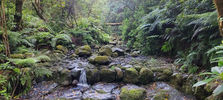 Caldeirão Verde: Levada Caldeirao Verde Hiking Transfer - Waterfalls, ancient trees, and where the experience clicks