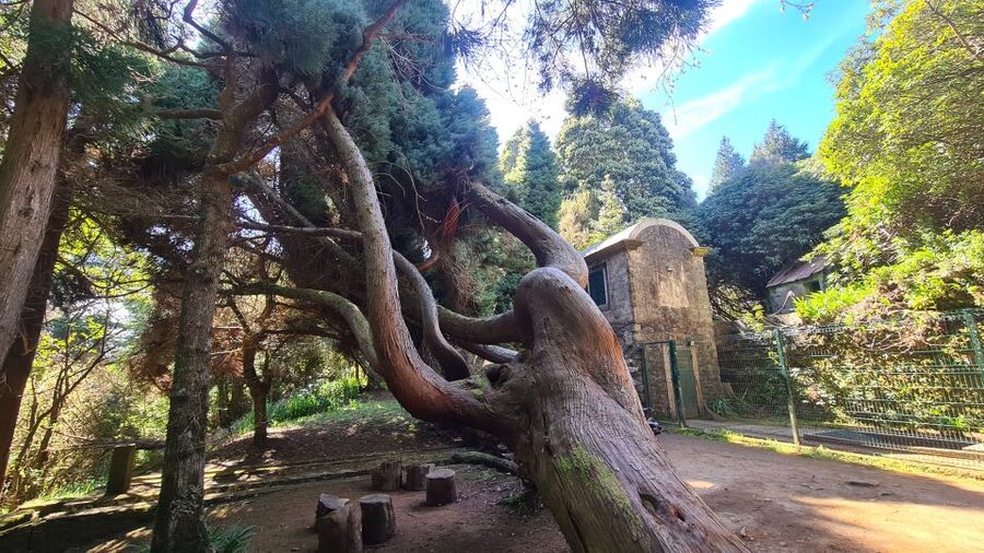 Camacha: Levada Trail e-Bike Guided Tour - Along the levada: bridges, eucalyptus shade, and laurel forest UNESCO calm