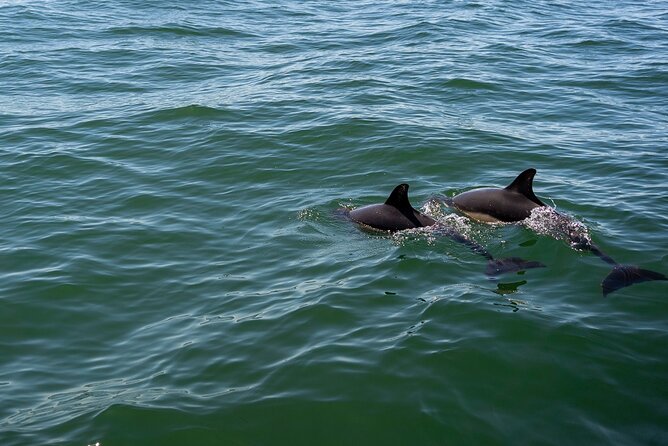 Cascais coast: Dolphin watching - From Cascais Marina to dolphin observation points