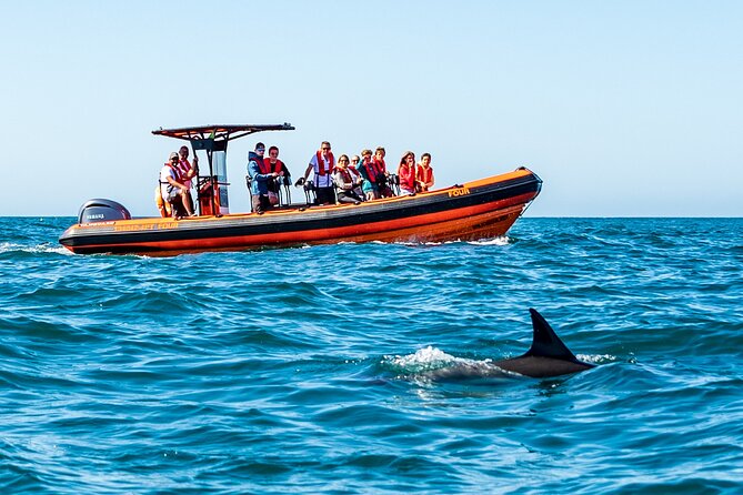 Cascais coast: Dolphin watching - The two-hour cruise, what you do on board