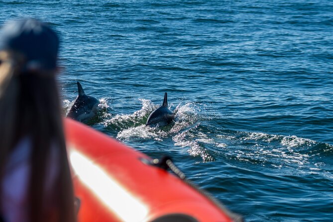 Cascais coast: Dolphin watching - Dolphin chances depend on conditions (and the crew plans around that)