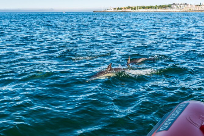Cascais coast: Dolphin watching - Price and value: is $78.02 worth it?