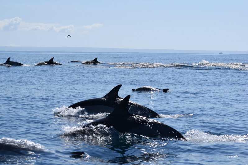 Cascais: Dolphin Watching Speedboat Tour - Getting to Cascais Marina and Pier M like a pro