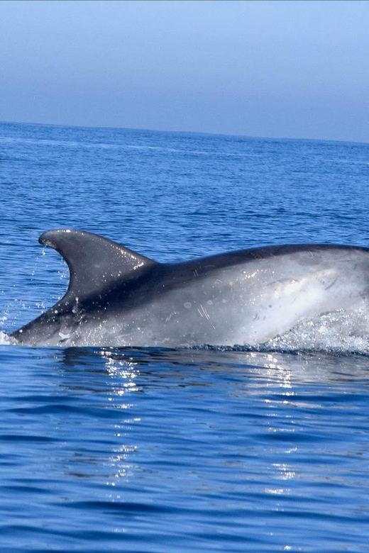 Cascais: Dolphin Watching Speedboat Tour - The secret wildlife viewing stop: where the sightings actually become memories