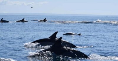 Dolphin Watching Speedboat Tour