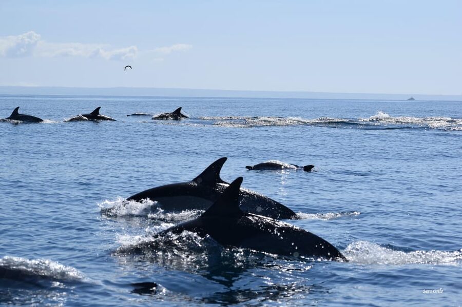 Cascais: Dolphin Watching Speedboat Tour - Dolphins close up, seabirds overhead, and what respectful viewing looks like
