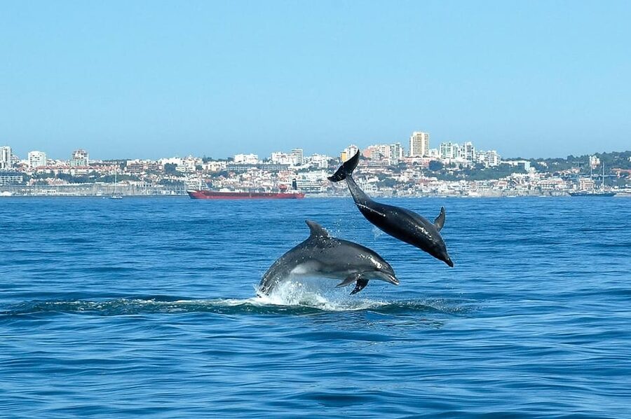 Cascais: Dolphin Watching Speedboat Tour - Price and value for a $76 per person day at sea