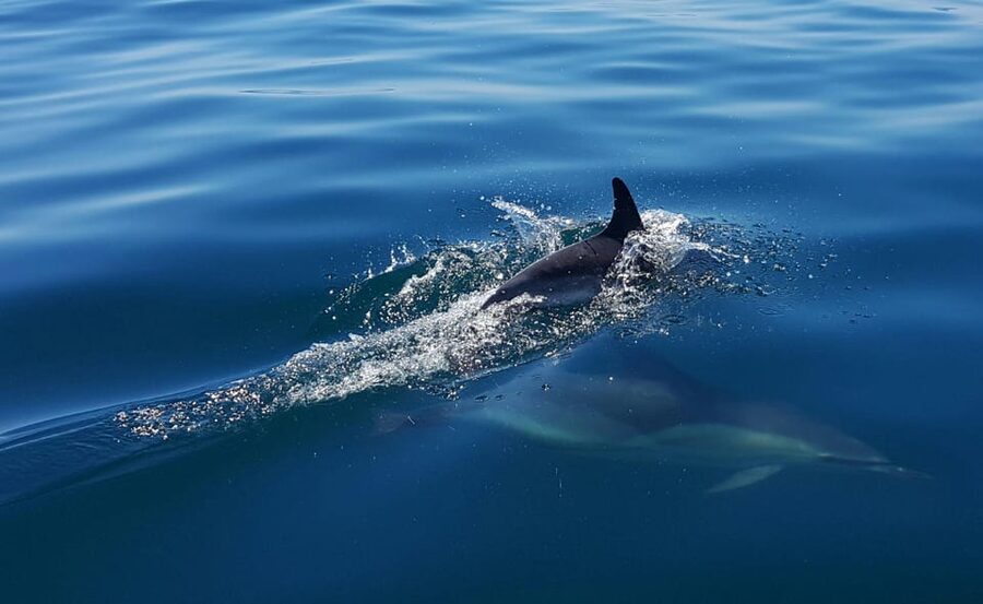 Cascais: Dolphin Watching Speedboat Tour - What to bring, what you get, and the real limits of the boat