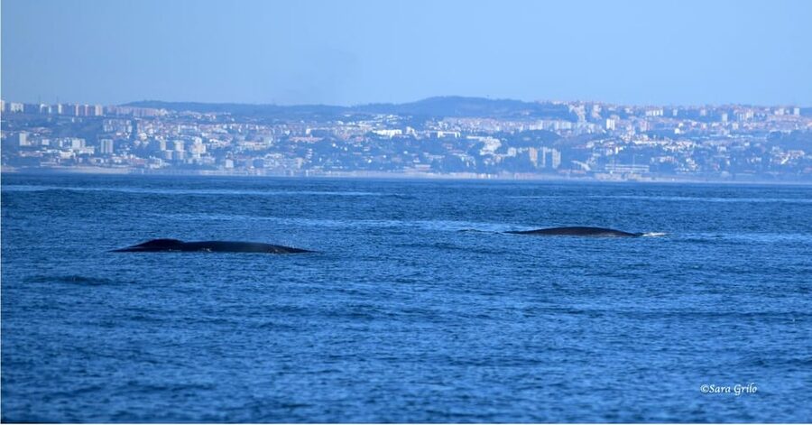 Cascais: Dolphin Watching Speedboat Tour - When to go: mornings are calmer, and conditions drive the schedule