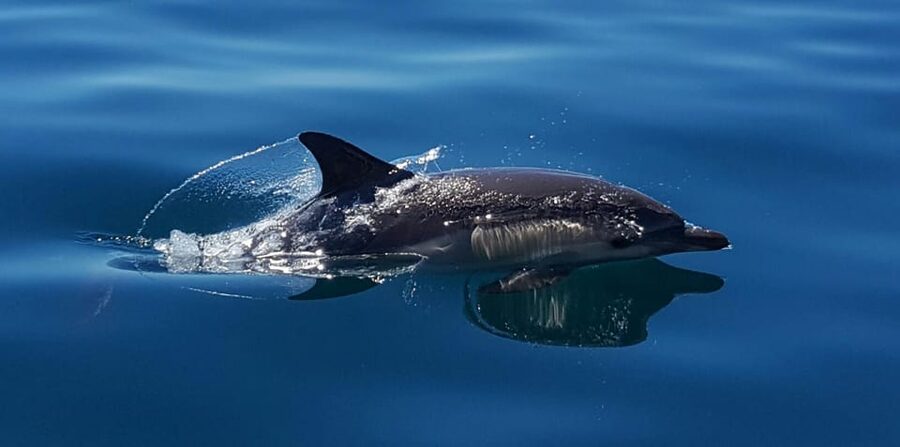 Cascais: Dolphin Watching Speedboat Tour - Comfort notes and who this trip is not for