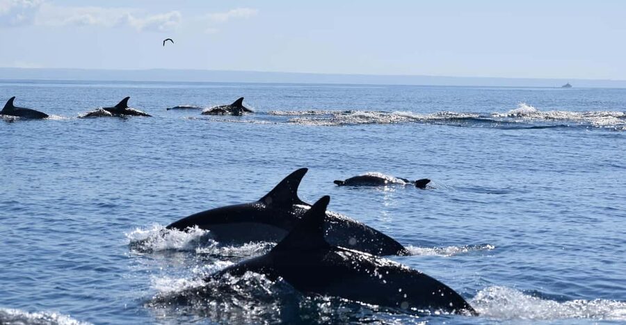 Cascais: Dolphin Watching Speedboat Tour - The first hour on the speedboat: fast water, serious searching