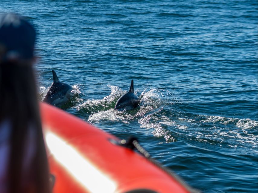 Cascais: Dolphin Watching Tour - Key highlights you will care about